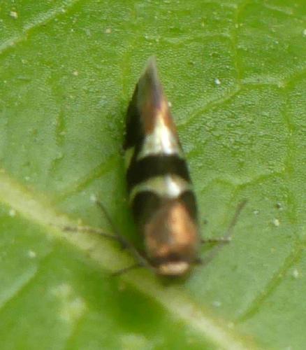 Antispila sp.